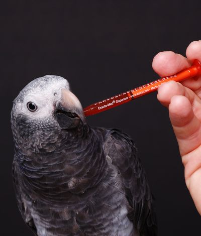 Veterinary Dosing of a African Grey Parrot Veterinary Dosing of a African Grey Parrot