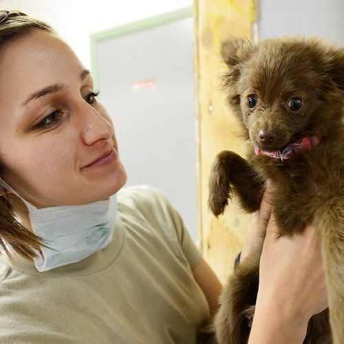 puppy-919223_1280 puppy-919223_1280